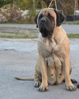 Photos supplémentaires: Chiots Mastiff Anglais