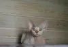 Photo №1. devon rex - à vendre en ville de Krasnoyarsk | 1200€ | Annonce № 11175