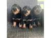 Photo №1. rottweiler - à vendre en ville de Bernkastel-Kues | négocié | Annonce №99126