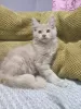 Photo №1. maine coon - à vendre en ville de Kharkov | 473€ | Annonce № 111548