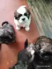 Photo №1. shih tzu - à vendre en ville de Фергана | négocié | Annonce №40076