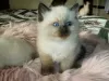 Photo №1. ragdoll - à vendre en ville de Corres | 350€ | Annonce № 121892