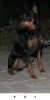 Photo №1. pinscher nain - à vendre en ville de Bobruisk | 194€ | Annonce №9676