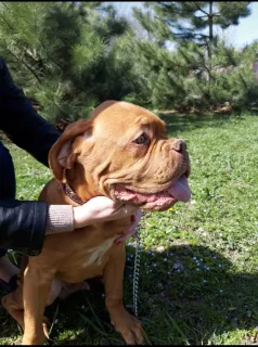 Photo №3. Chiens de Bordeaux. Fédération de Russie