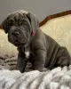 Photo №3. Napolitaanse Mastiff-chiot. Pays Bas