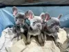 Photo №1. bouledogue - à vendre en ville de Wagga Wagga | 213€ | Annonce №129462