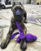 Photo №1. cane corso - à vendre en ville de Budapest | 331€ | Annonce №78807