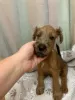 Photo №1. terrier irlandais - à vendre en ville de Nizhny Tagil | 133€ | Annonce №25132