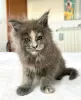 Photo №4. Je vais vendre maine coon en ville de Berlin. éleveur - prix - 300€