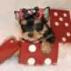 Photo №1. yorkshire terrier - à vendre en ville de Hämeenlinna | Gratuit | Annonce №128412