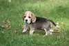 Photo №1. beagle - à vendre en ville de Aleksandria Pierwsza | 717€ | Annonce №113257