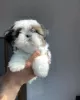 Photo №1. shih tzu - à vendre en ville de Торонто | 189€ | Annonce №124279