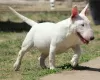 Photo №1. bull terrier - à vendre en ville de Belgrade | négocié | Annonce №106399