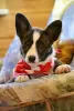 Photo №3. cardigan corgi gallois. Biélorussie