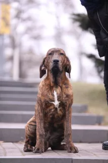 Photo №2 de l'annonce № 5730 de la vente fila brasileiro - acheter à Ukraine annonce privée, éleveur