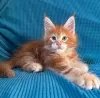 Photo №4. Je vais vendre maine coon en ville de Quinto. annonce privée - prix - 400€