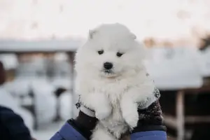 Photos supplémentaires: Elite Samoyedics