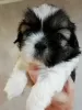 Photo №2 de l'annonce № 113608 de la vente lhassa apso, shih tzu - acheter à Lituanie annonce privée, de la fourrière, éleveur