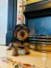 Photo №1. yorkshire terrier - à vendre en ville de Kazan | 300€ | Annonce №9978