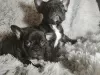 Photo №1. bouledogue - à vendre en ville de Дортмунд | Gratuit | Annonce №98234