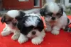 Photo №1. shih tzu - à vendre en ville de Антверпен | négocié | Annonce №30224