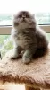 Photo №1. scottish fold - à vendre en ville de Kiev | 105€ | Annonce № 10487