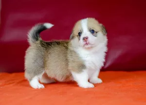 Photos supplémentaires: Pembroke Welsh Corgi fille rouge vif blanc