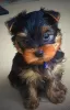 Photo №3. Fabuleux chiots Yorkshire terrier miniatures. USA