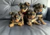 Photo №1. yorkshire terrier - à vendre en ville de Киль | négocié | Annonce №32017