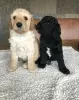 Photos supplémentaires: Chiots AJ Mini Golden Doodle disponibles maintenant !