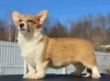 Photos supplémentaires: gallois corgi pembroke