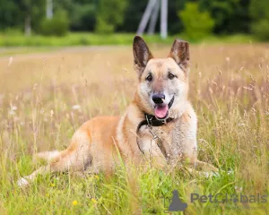 Photo №2 de l'annonce № 5387 de la vente chien bâtard - acheter à Fédération de Russie annonce privée