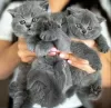 Photo №1. british shorthair - à vendre en ville de Дрезден | Gratuit | Annonce № 127433