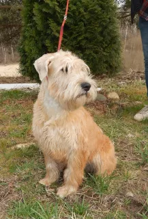 Photo №3. Irish Soft Coated Wheaten Terrier. Fédération de Russie