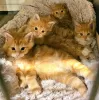 Photo №1. maine coon - à vendre en ville de Texas City | négocié | Annonce № 126403