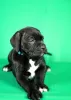 Photos supplémentaires: Chiots Cane Corso à vendre