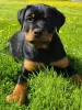 Photo №2 de l'annonce № 106586 de la vente rottweiler - acheter à La Lettonie éleveur