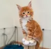 Photo №1. maine coon - à vendre en ville de Kandersteg | 400€ | Annonce № 116487