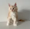 Photo №2 de l'annonce № 116303 de la vente maine coon - acheter à Suisse annonce privée