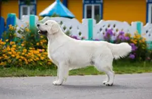 Photos supplémentaires: Chiot Golden Retriever