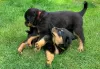 Photo №2 de l'annonce № 48693 de la vente rottweiler - acheter à USA annonce privée