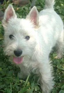 Photo №1. west highland white terrier - à vendre en ville de Dnipro | 830€ | Annonce №6335