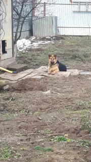 Photos supplémentaires: Chien de berger métis cherche une maison