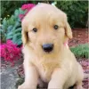 Photo №1. golden retriever - à vendre en ville de Omsk | Gratuit | Annonce №35507