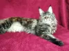 Photo №4. Je vais vendre maine coon en ville de Barnaul. de la fourrière - prix - 500€