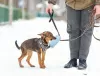 Photo №2 de l'annonce № 128082 de la vente chien bâtard - acheter à Fédération de Russie annonce privée