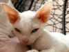 Photo №1. devon rex - à vendre en ville de Legnica | 650€ | Annonce № 17238