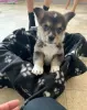 Photos supplémentaires: Adorables chiots Welsh Corgi prêts à rejoindre leur nouvelle maison pour