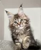 Photo №1. maine coon - à vendre en ville de Интерлакен | 400€ | Annonce № 116796