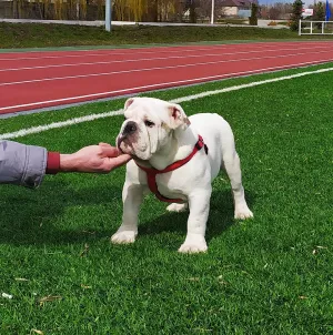 Photo №3. Bouledogue. Fédération de Russie